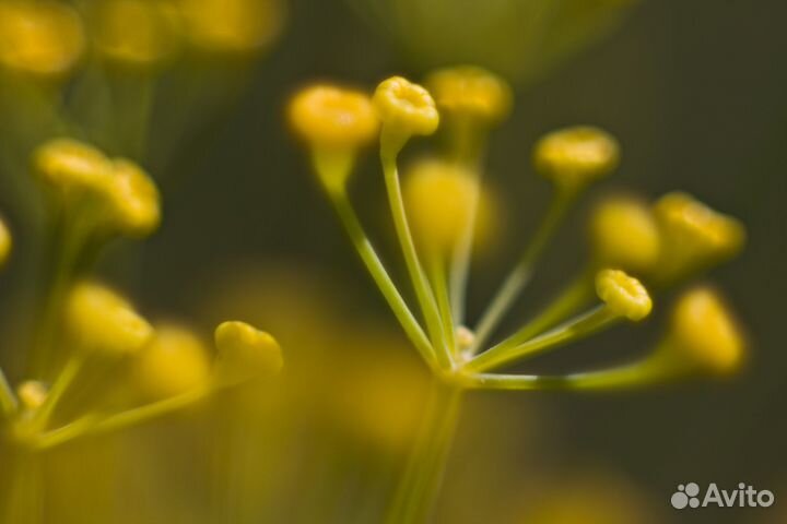 Макрокольца Soligor C/AF