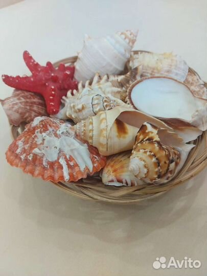 Набор из ракушек