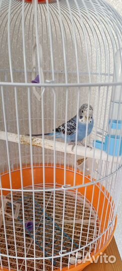 Волнистый попугай с клеткой
