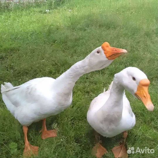 Продам гусят