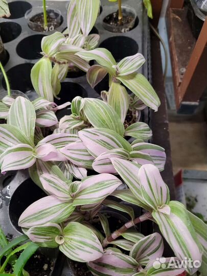 Бегония вечноцветущая, королевская, традесканция