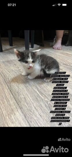 Котенок
