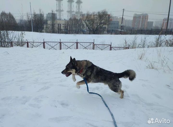 Молодой пёс угасает в приюте