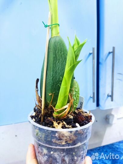 Орхидея. Ликаста. Angulocaste Ivan Portilla