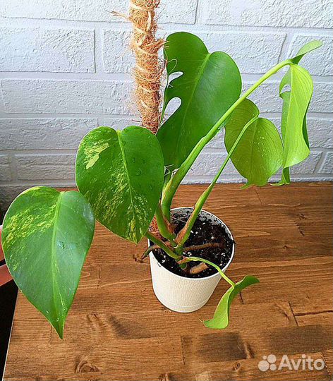 Монстера Еллоу Сплеш