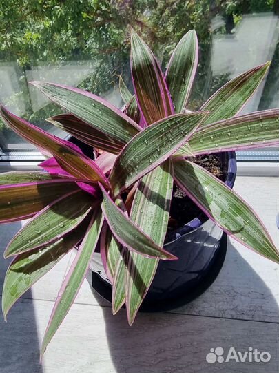 Ситара, Альба, Пеперомия санторини