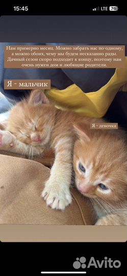 Котята ищут дом