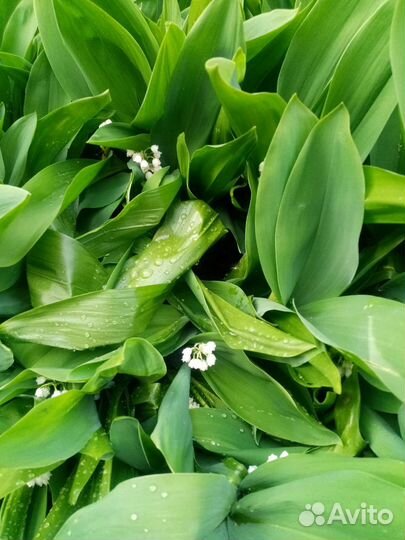 Ландыши саженцы