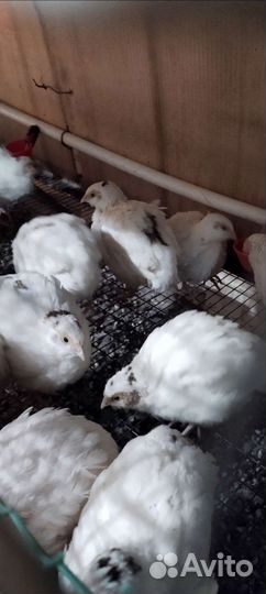 Перепела Белый гигант 170