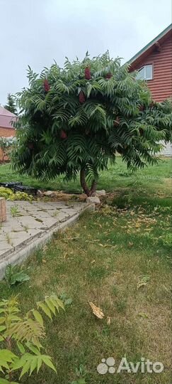 Саженцы сумах оленерогий