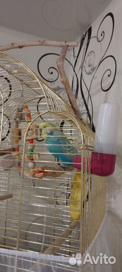 Волнистый попугай с клеткой