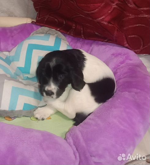 Продам щенка