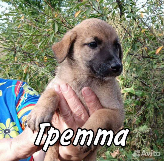 Щенок в добрые руки бесплатно