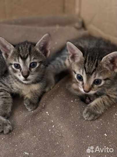 Котята