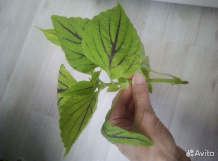 Комнатные цветы