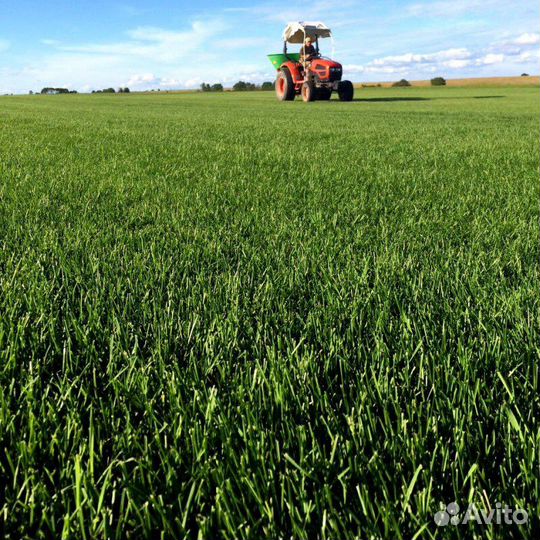 Рулонный газон с доставкой.Газонная трава в рулоне