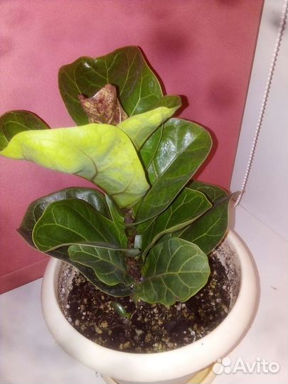 Фикус лирата