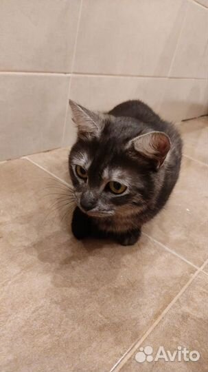 Кошечка из другого города