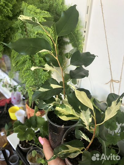 Сортовые фикусы