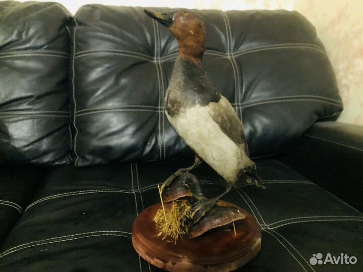 Чучело утки