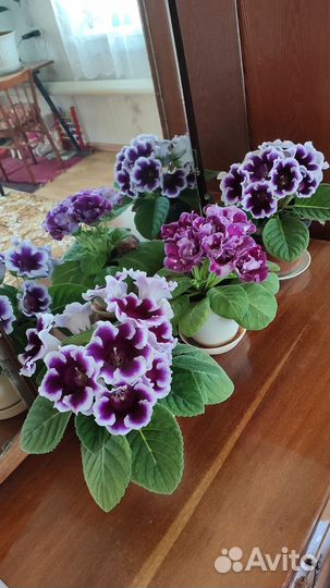 Глоксиния (набор 3 листочка)