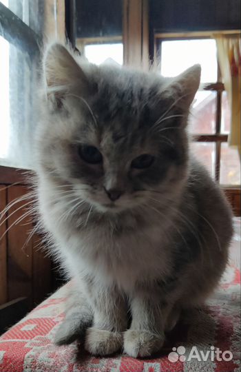 Котенок девочка 3 месяца