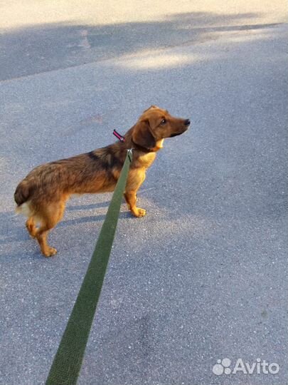 Виллик 1 год 25-30 см в холке