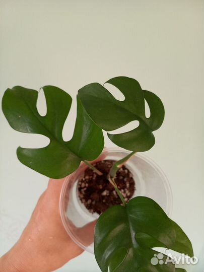 Рафидофора тетрасперма / монстера минима