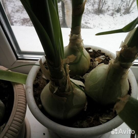 Индийский лук