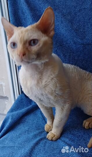 Коты подрощенные