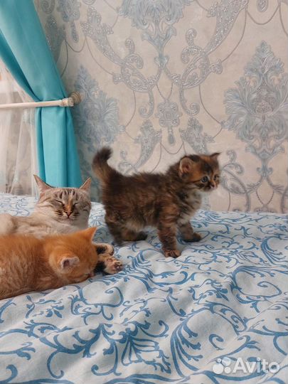 Персидские котята метисы