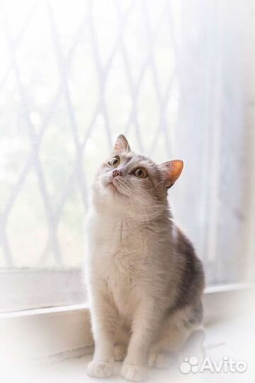 Кошка Умка