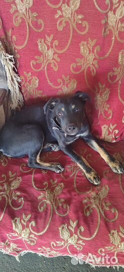 Отдам в добрые руки щенка мальчика