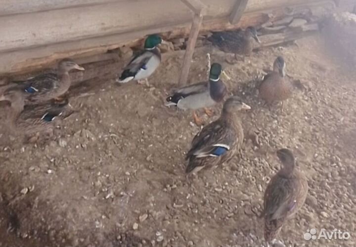 Дикие(подсадные) утки