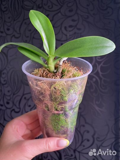 Фаленопсис Сказка