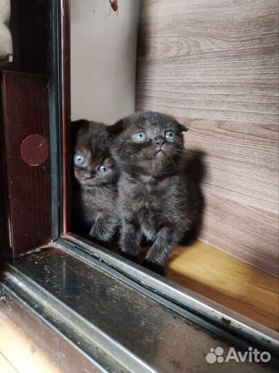 Шотландские котята
