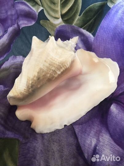 Ракушка морская большая