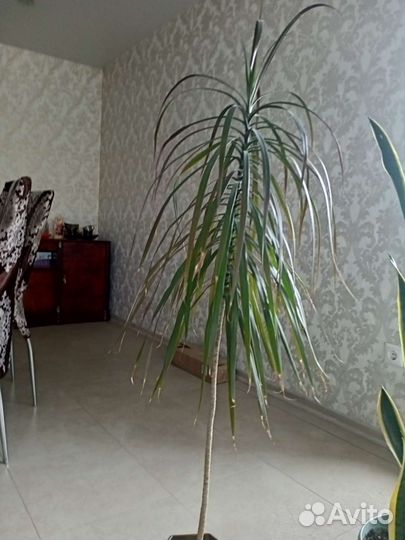 Драцена