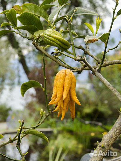 Цитрусовые растения, инжир