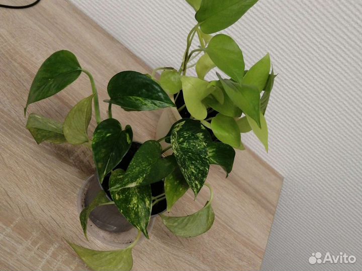 Домашние растения