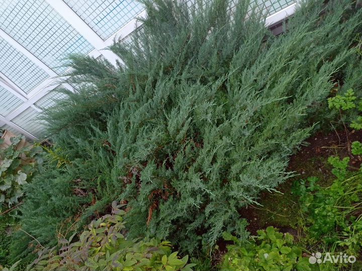 Можжевельник