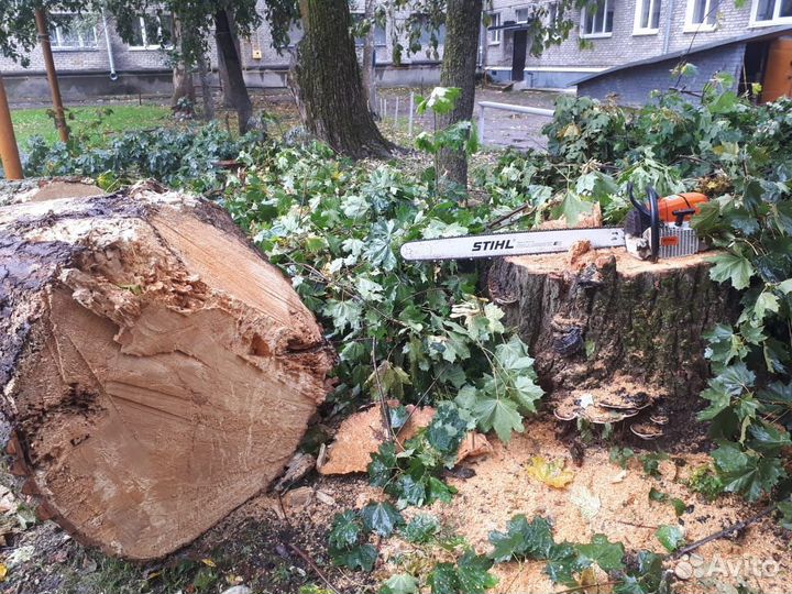 Спил дерева, обрезка дерева, корчевание. Расчистка