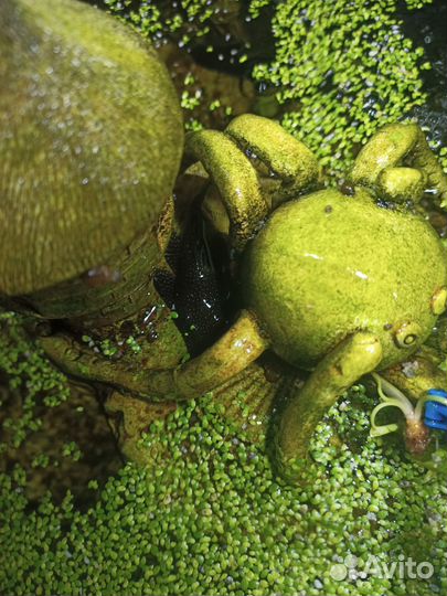 Аквариумные рыбки