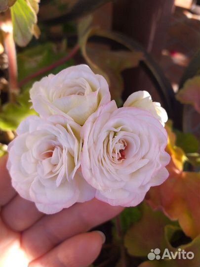 Красивоцветущие комнатные растения