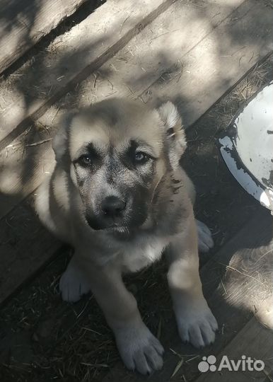 Среднеазиатская овчарка