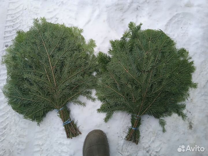 Пихтовый веник
