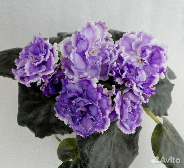 Детки сортовых фиалок