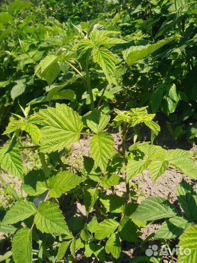 Ремонтантная малина