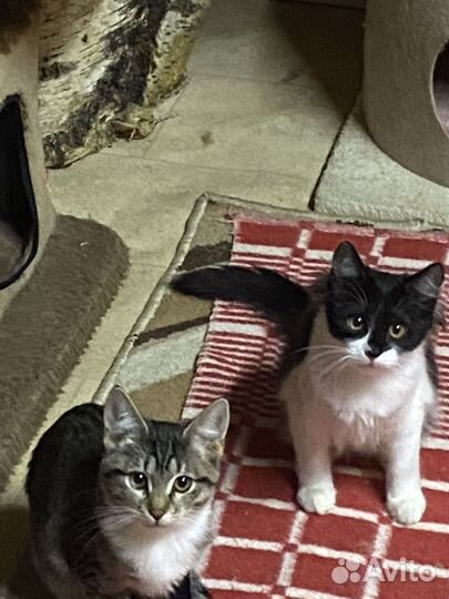 Воспитанные малыши