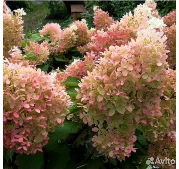 Гортензия метельчатая Фантом